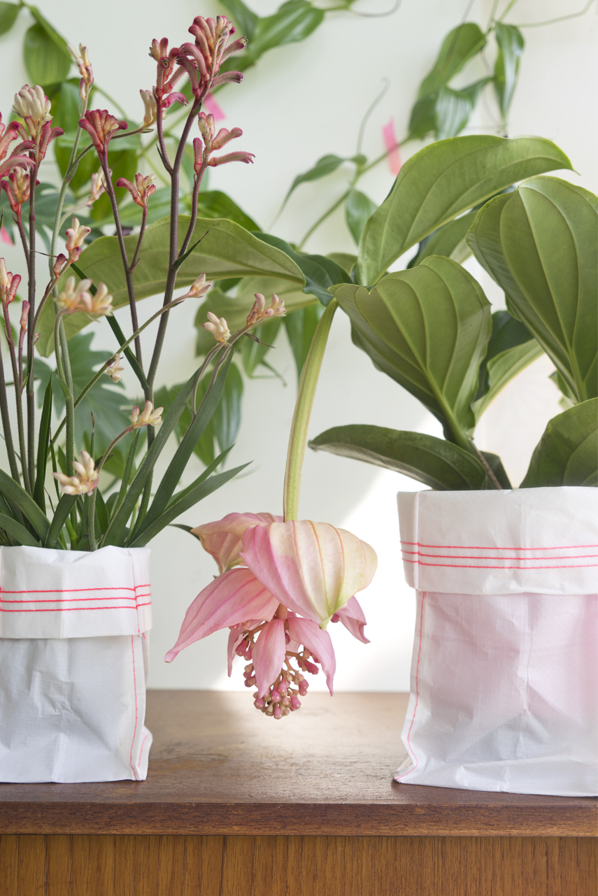 indoor tropical flowering plants
