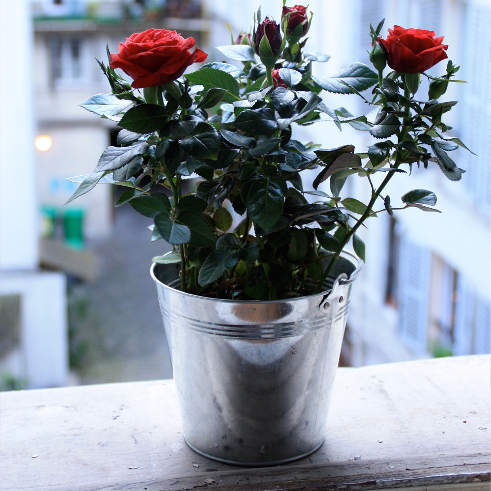 Houseplant Of The Month July Potted Rose