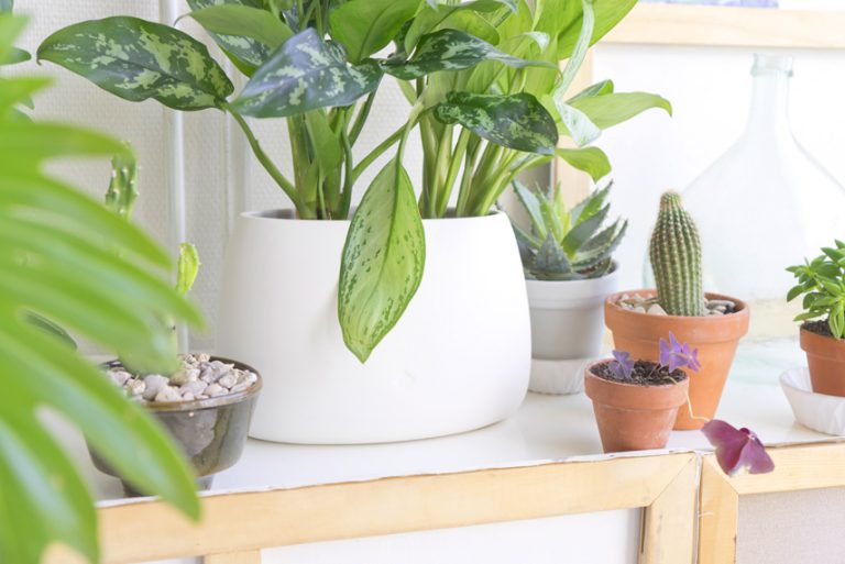 Houseplant of the Month October: Aglaonema - Urban Jungle Bloggers