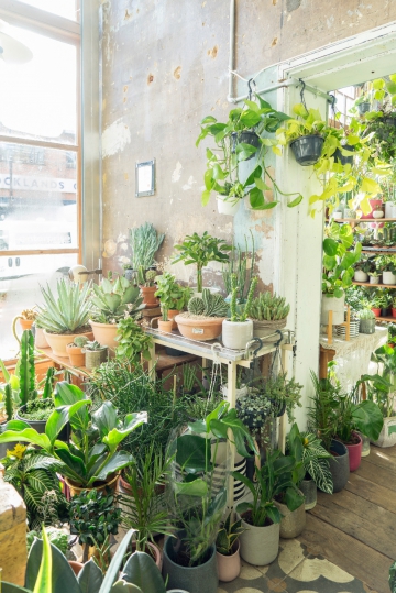 Conservatory Archives in London - Urban Jungle Bloggers