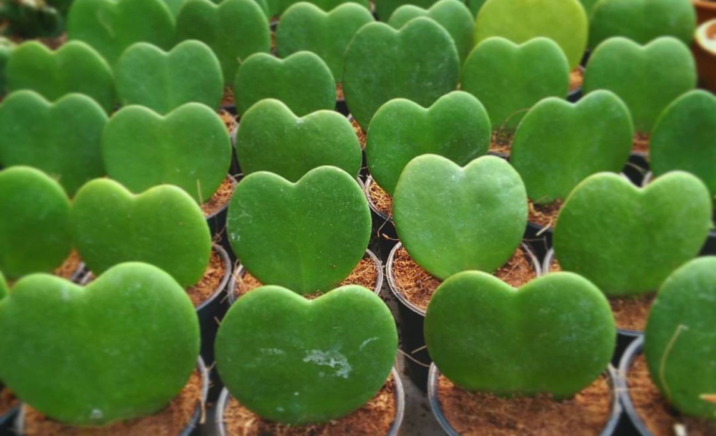 Heart shaped plants for your Valentine - Urban Jungle Bloggers