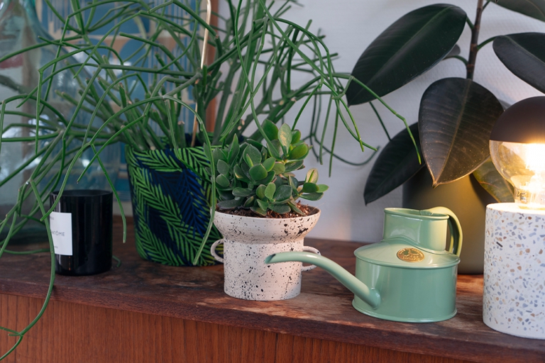 Telling Plant Stories with Design Within Reach - Urban Jungle Bloggers